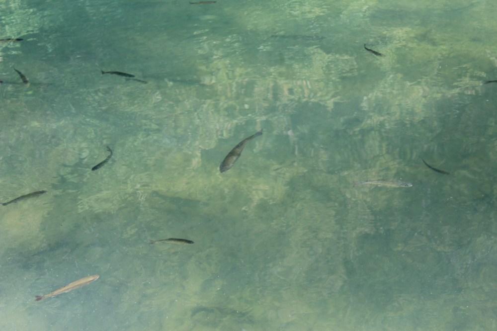 20170908041859_IMG_0505